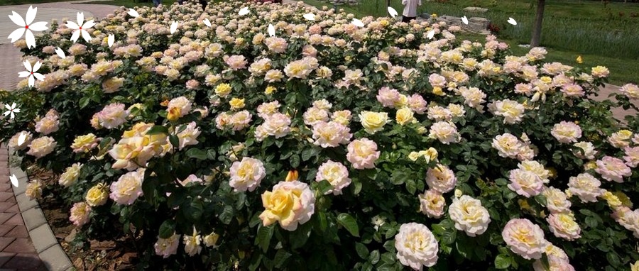 Gloria Dei róże wielkokwiatowe